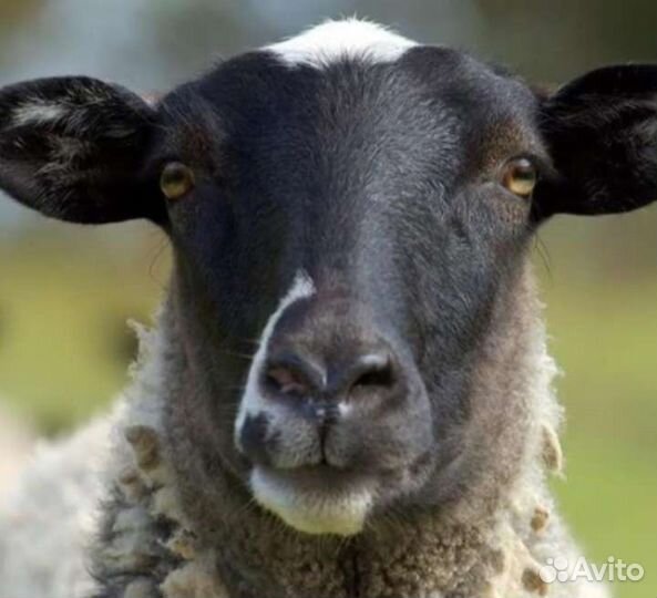 Бараны, матки, ярки
