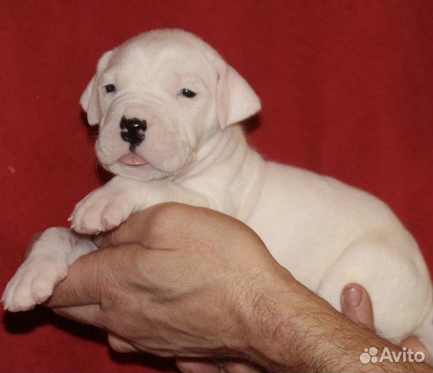 Аргентинский дог белоснежные малыши