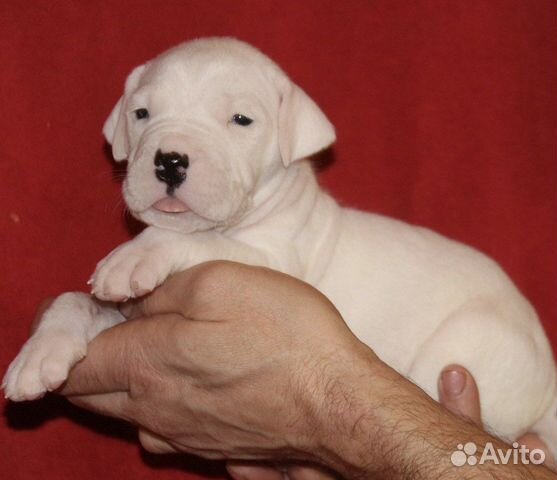 Аргентинский дог белоснежные малыши