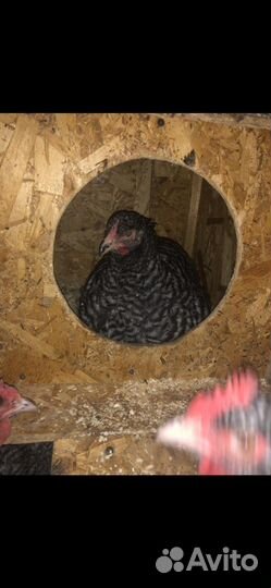 Инкубационное яйцо породистых кур