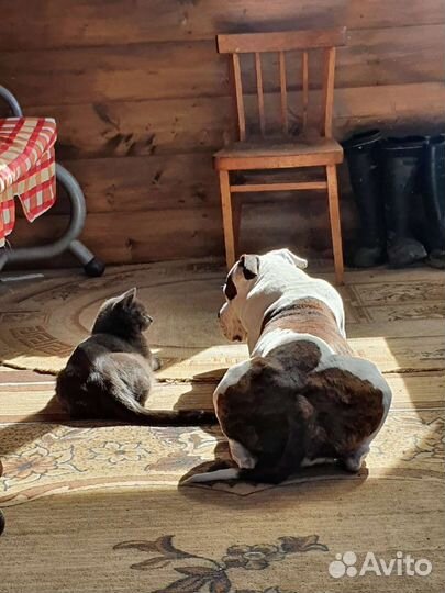 Собака, вязка