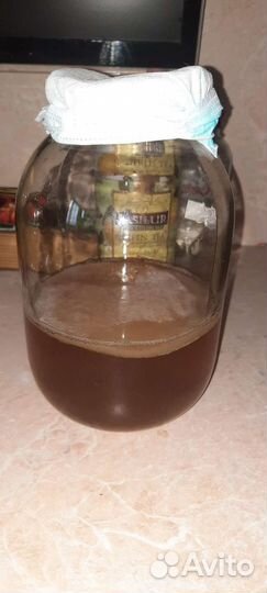 Чайный гриб комбуча