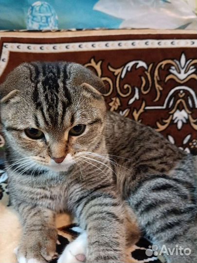 Британский вислоухий кот вязка