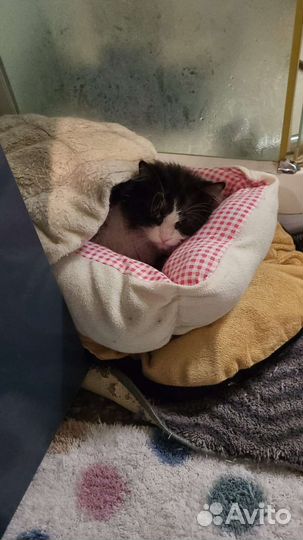 Самый нежный и несчастный Семён