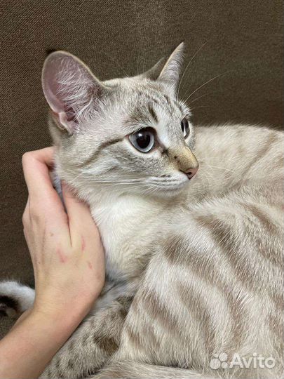 Коты, кошка