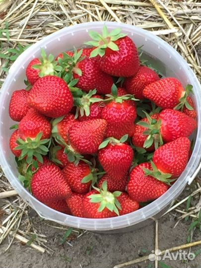 Виктория и жимолость