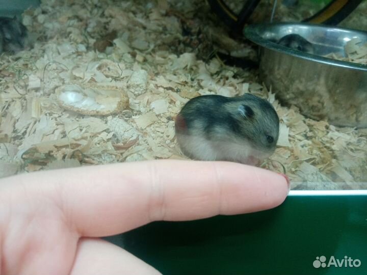 Хомяк Джунгарский, Мышь иглистая