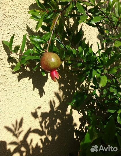 Гранат саженец