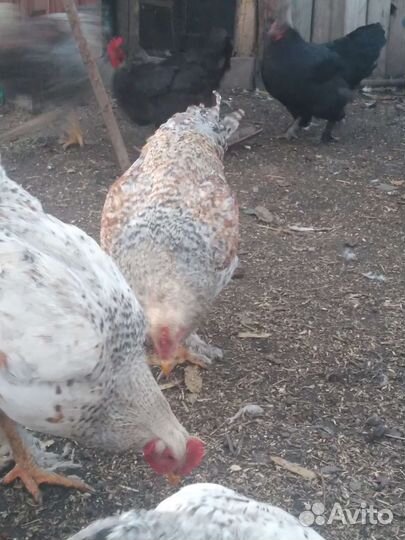 Продам молодых петухов