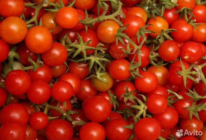 Семена Томат Гном Ред Робин (Red Robin)