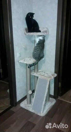 Игровой комплекс для кошек Мамба на столбах