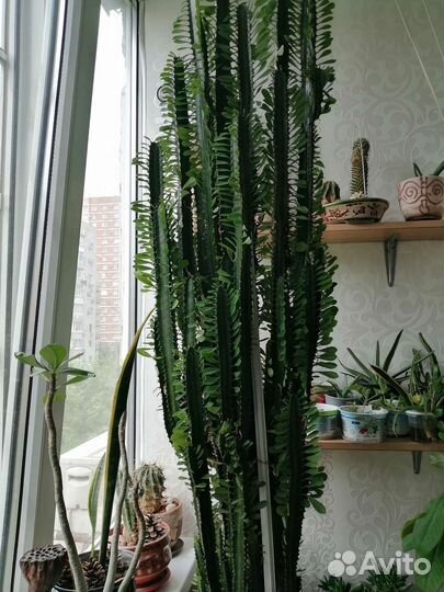 Кактус молочай и др. комнатные цветы