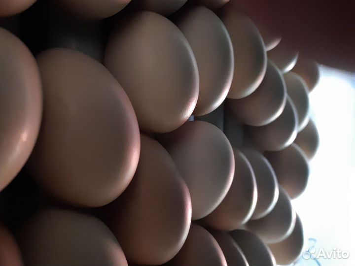 Инкубационное яйцо породистых кур