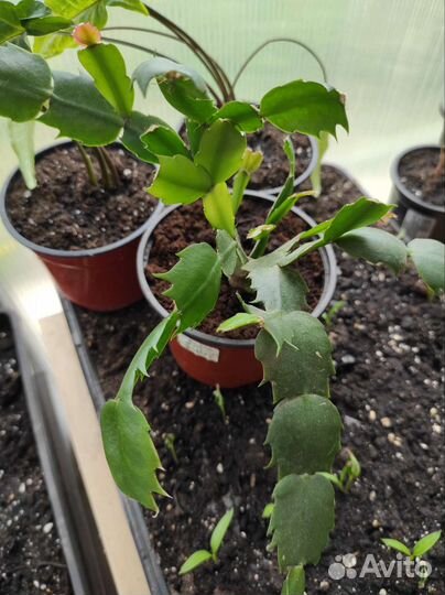 Продаю излишки комнатные цветы