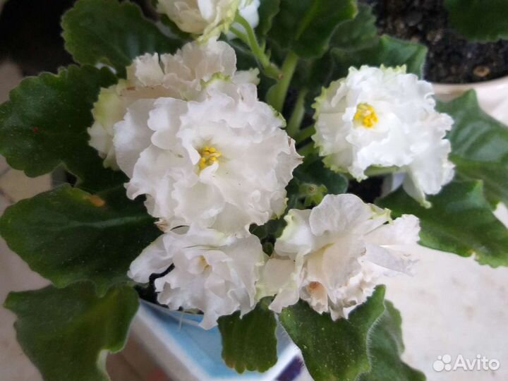 Фиалка цветы растения комнатные