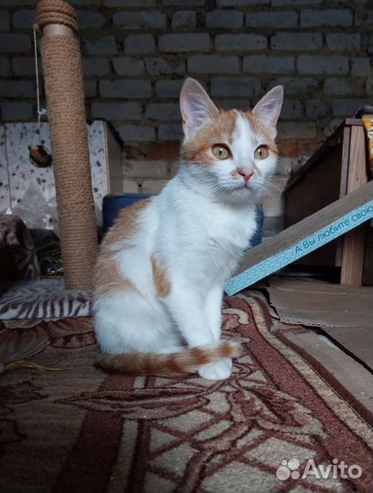 Котенок в добрые руки