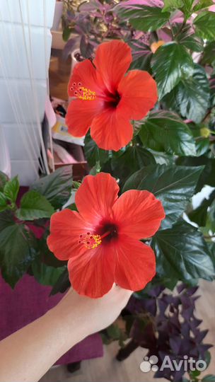 Комнатные растения