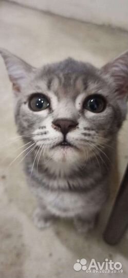 Британские котята