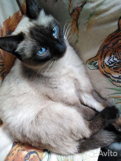 Тайская кошка