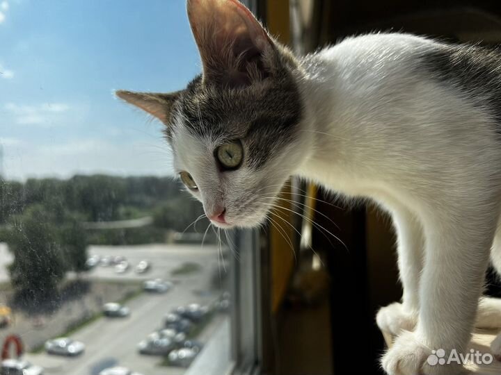 Котенок в добрые руки