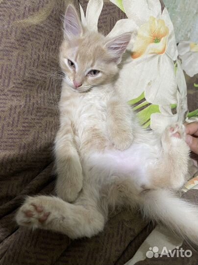 Котенок кот