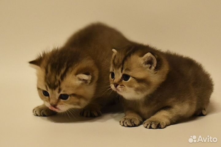 Котята Британская золотая шиншилла