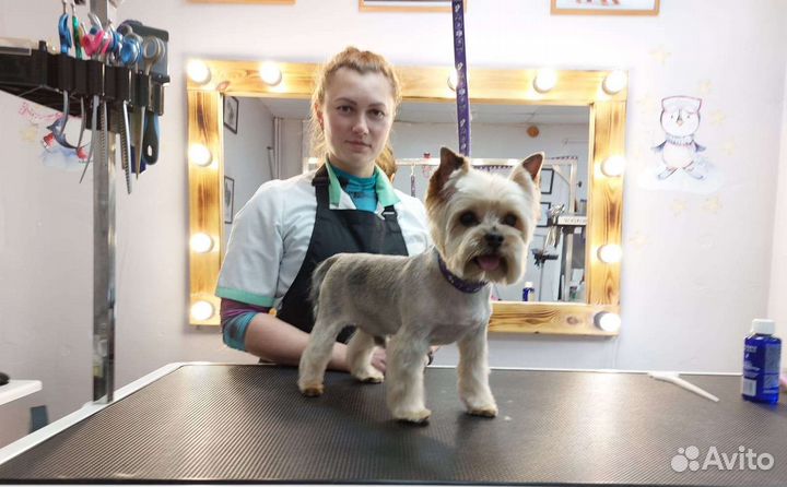 Обучение стрижке собак с ноля, Мастер-классы