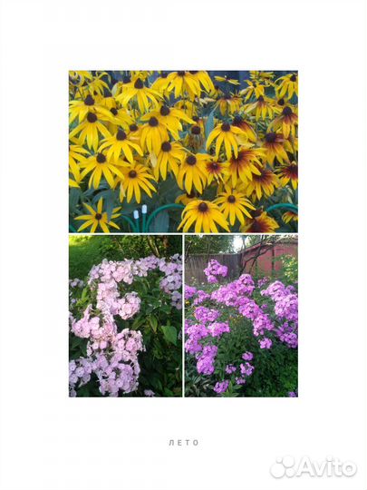 Флоксы рудбекия хоста