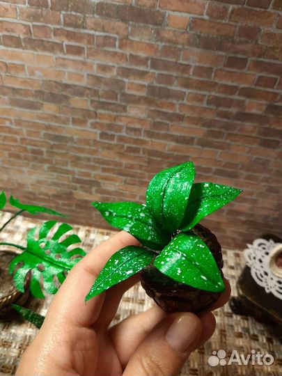 Набор комнатных растений,1:6