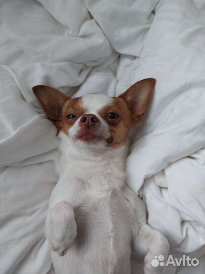 Вязка кобель чихуахуа