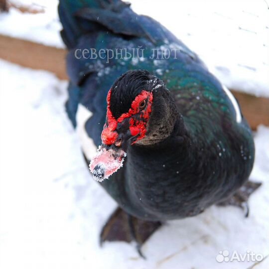 Мускусные утки тяжёлая линия разные окрасы