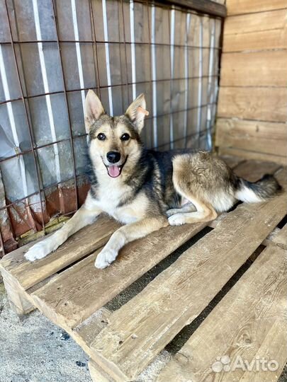 Собака в добрые руки