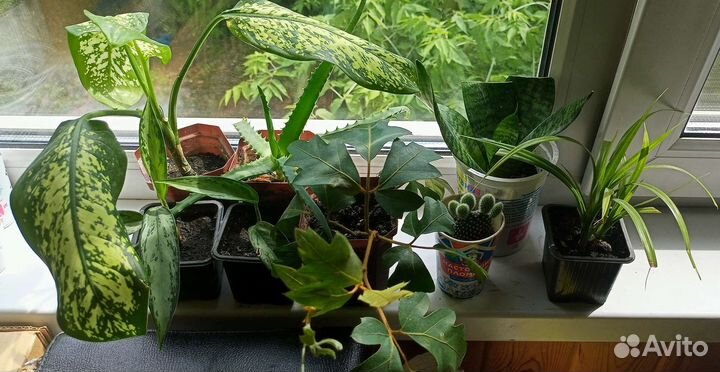 Комнатные растения