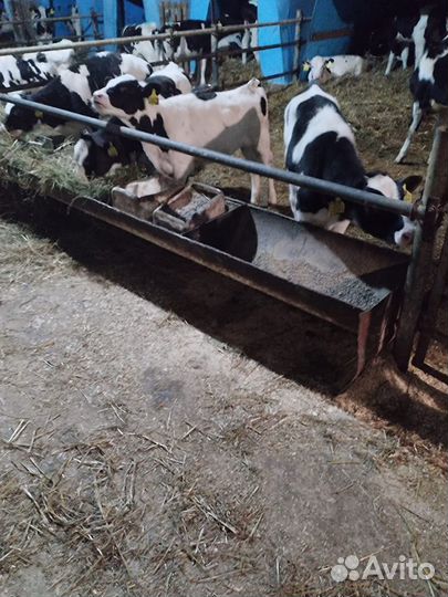 Телята мясной породы бычки