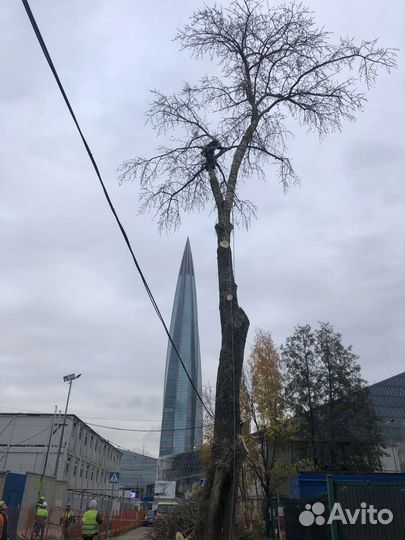 Спил деревьев, валка деревьев, обрезка, дробление