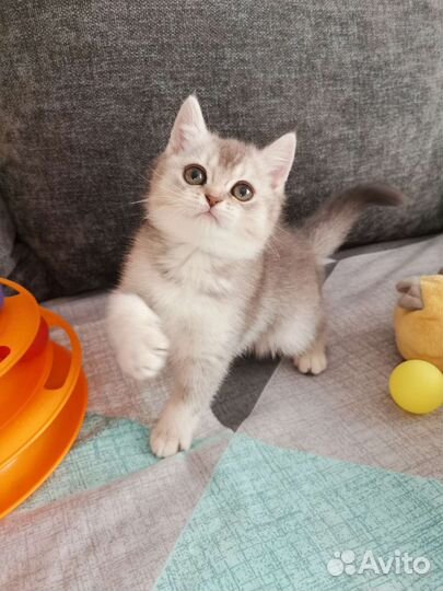 Шотландский котёнок