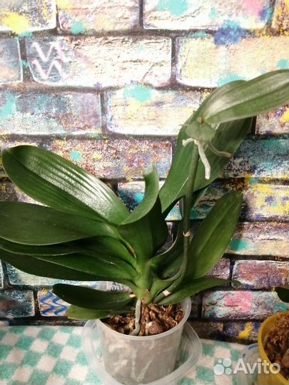 Орхидея фаленопсис