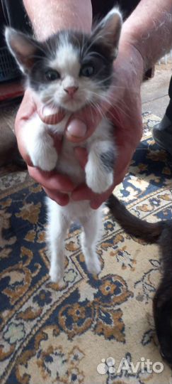 Отдам в добрые руки котенка девочку