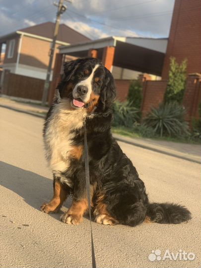 Дрессировка собак с передержкой