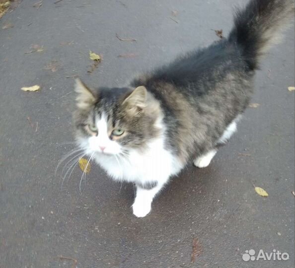 Пушистый котик