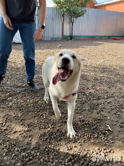 Щенок в добрые руки бесплатно