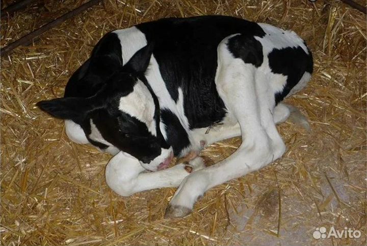 Бычок и тёлка