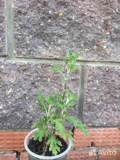 Хризантема кустовая саженцы