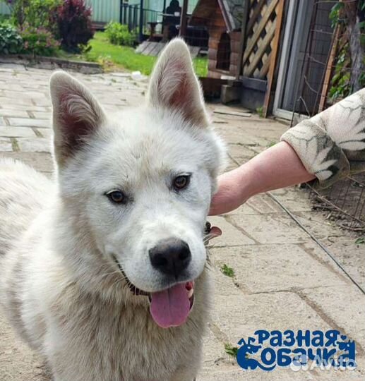 Собака Лайка в добрые руки. Ищем дом