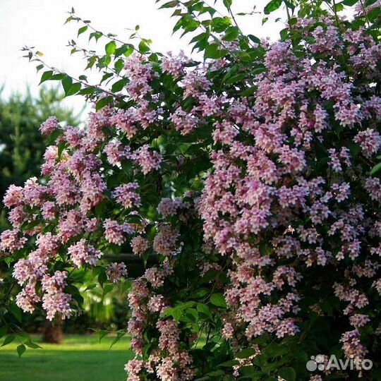Кольквиция прелестная