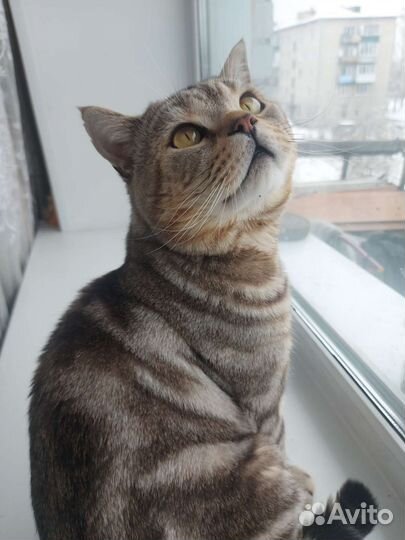 Британский Кот для вязки