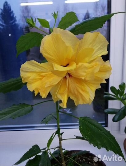 Комнатные растения