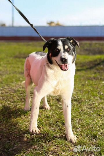 Собака Клайд в приюте