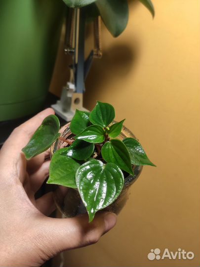 Домашние цветы: пеперомии, каллизия