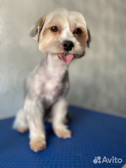 Груминг собак